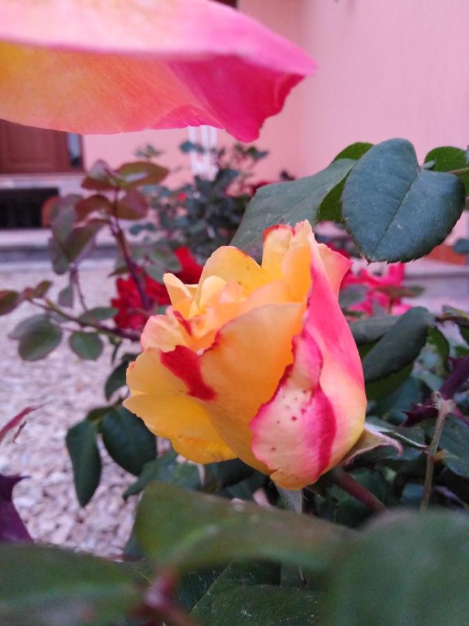 Bed and Breakfast The Roses Garden Ла-Маддалена Екстер'єр фото