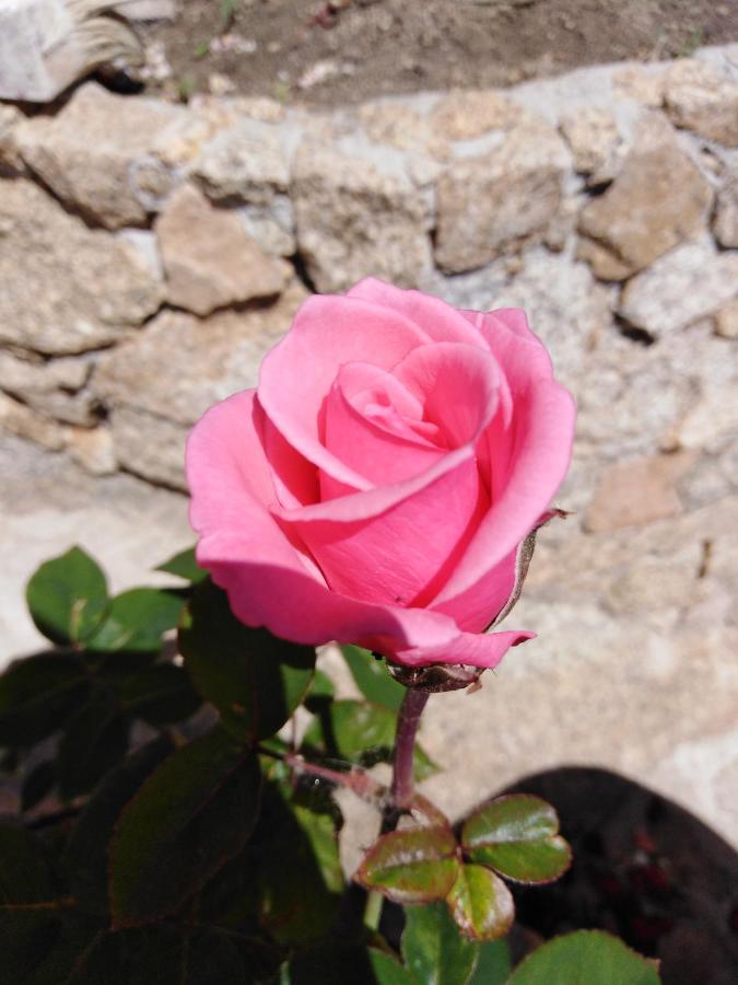 Bed and Breakfast The Roses Garden Ла-Маддалена Екстер'єр фото