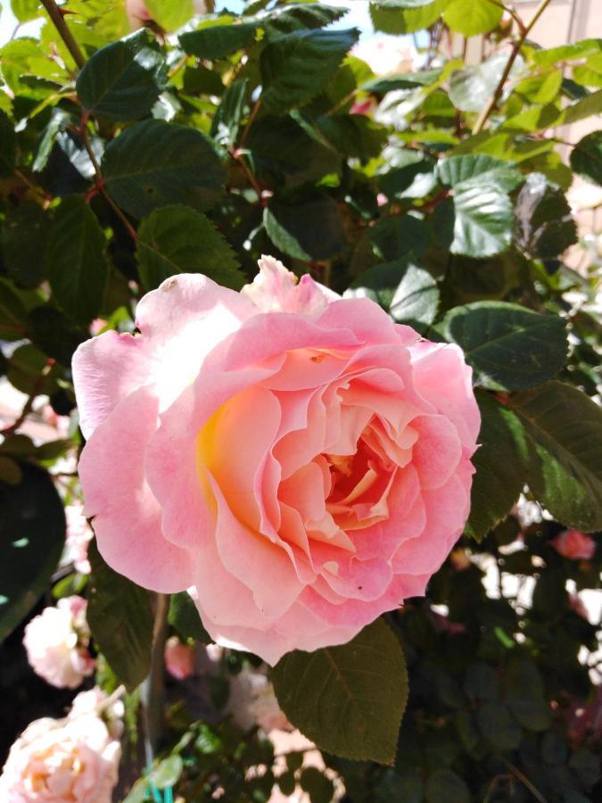 Bed and Breakfast The Roses Garden Ла-Маддалена Екстер'єр фото